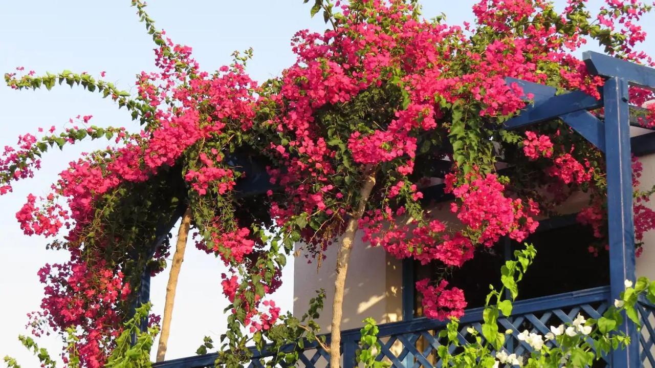 Banana Sunset Villas Paphos Luaran gambar